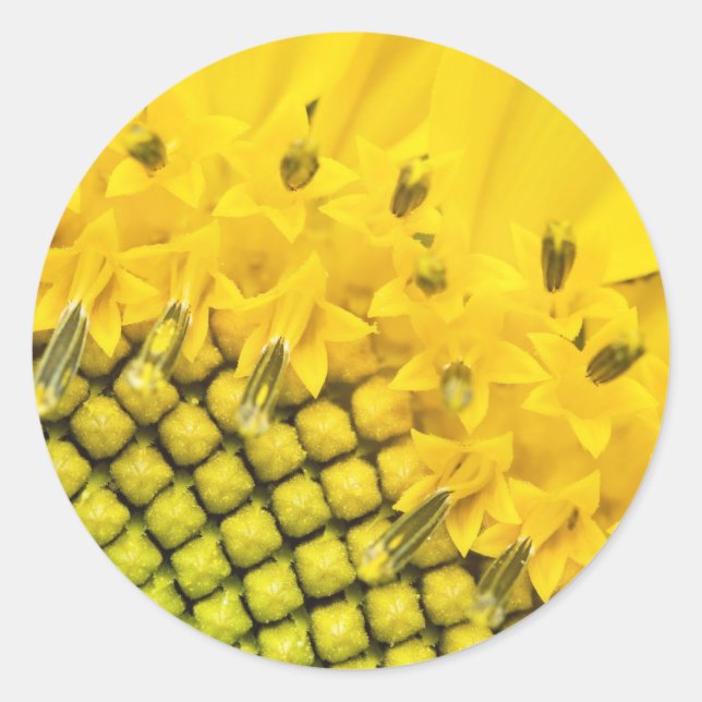 Pegatina Redonda sol de cuarto (Anverso)