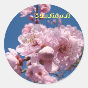 Pegatina Redonda ¡Sol stickers Flor de Primavera Rosa Florece