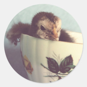 Pegatina Redonda Solo Chillin'