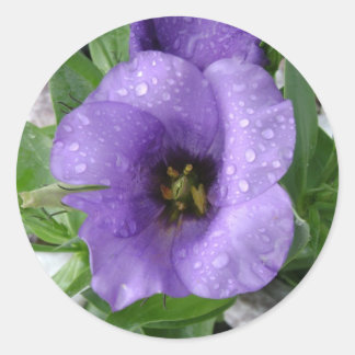 Pegatina Redonda Sólo regado