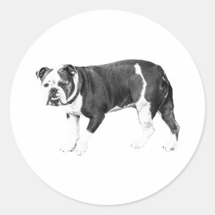 Pegatina Redonda Sonrisa de Bulldog, Sorpresa Monocroma