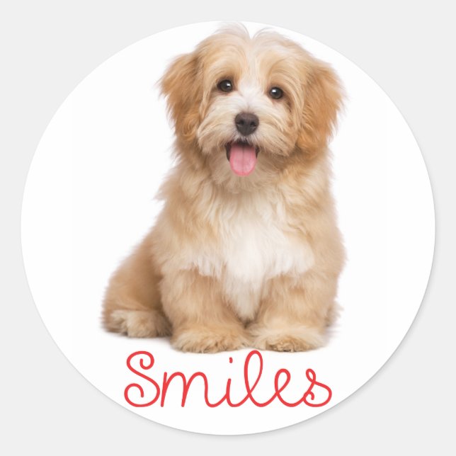 Pegatina Redonda Sonrisas Havanese Tan Puppy Dog Hello (Anverso)