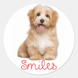Pegatina Redonda Sonrisas Havanese Tan Puppy Dog Hello