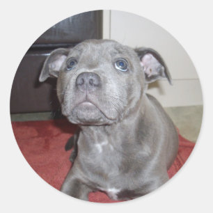 Pegatina Redonda Sooky Blue Staffordshire Bull Terrier Puppy,