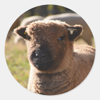 Pegatina Redonda Sorprendente Babydoll Southdown Ewe Lamb