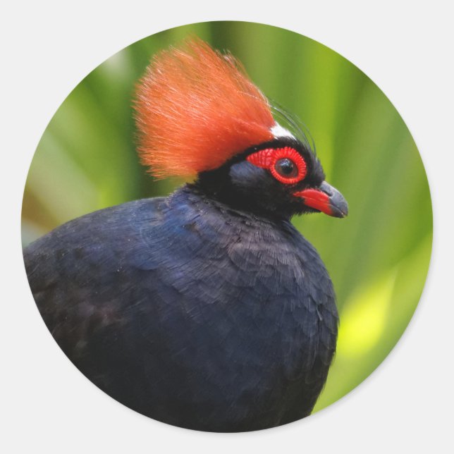 Pegatina Redonda Sorprendente Rulu-Roul Crested Wood Partridge Bird (Anverso)