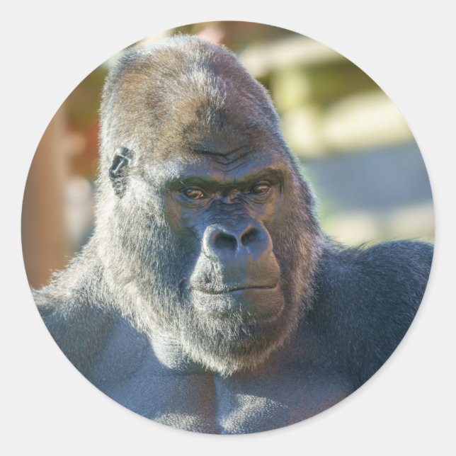 Pegatina Redonda Sorprendente Silverback (Anverso)