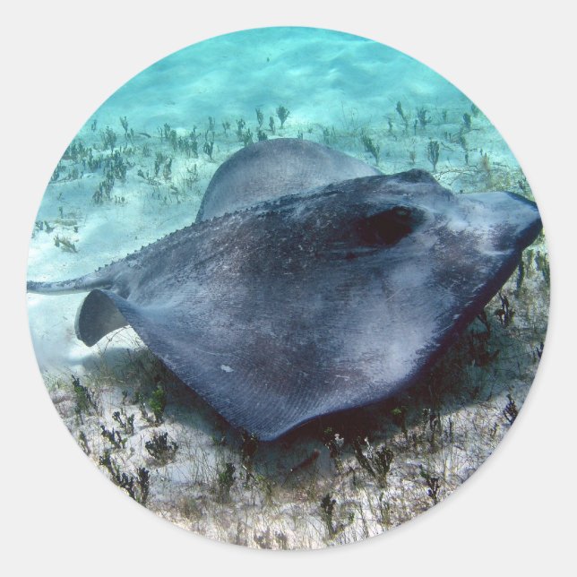 Pegatina Redonda Southern Stingray (Anverso)