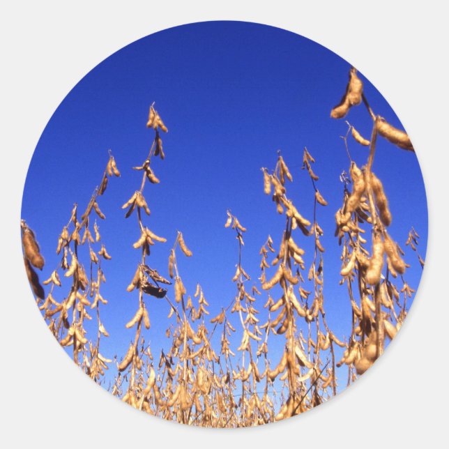 Pegatina Redonda Soybeans (Anverso)
