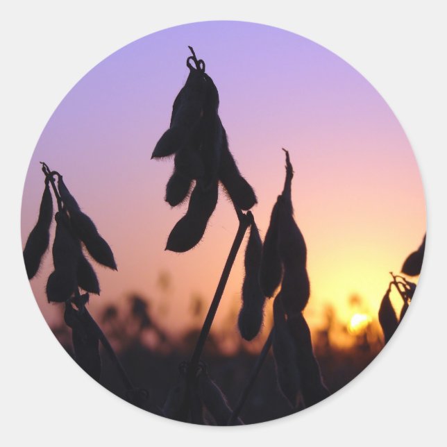 Pegatina Redonda Soybeans al atardecer (Anverso)