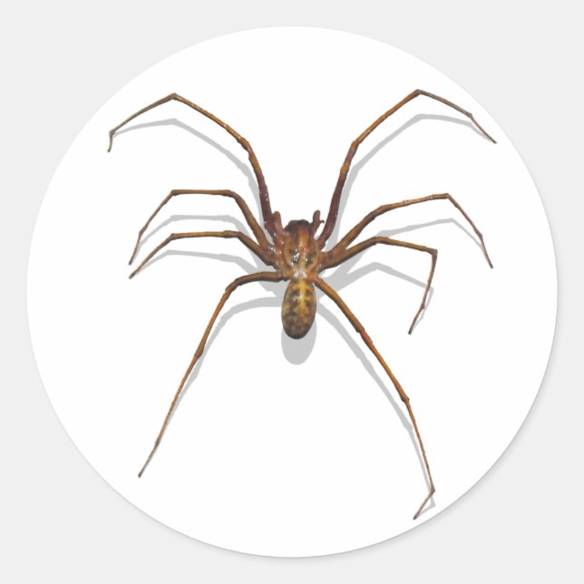 Pegatina Redonda Spider (Anverso)