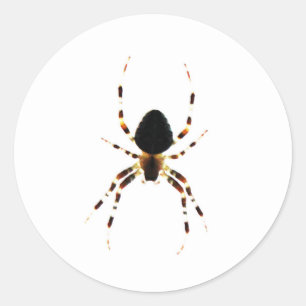 Pegatina Redonda Spider st arc3