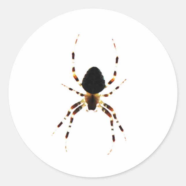 Pegatina Redonda Spider stcnm (Anverso)