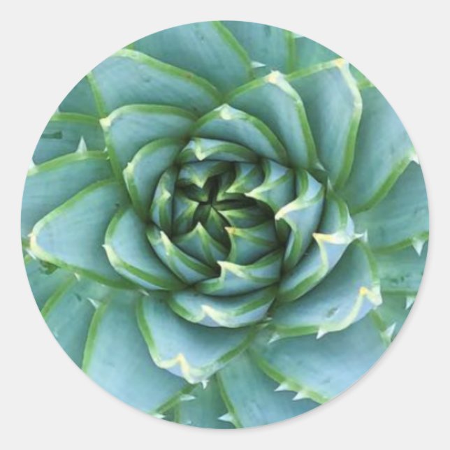 Pegatina Redonda Spiral Aloe Polyphylla Sticker (Anverso)