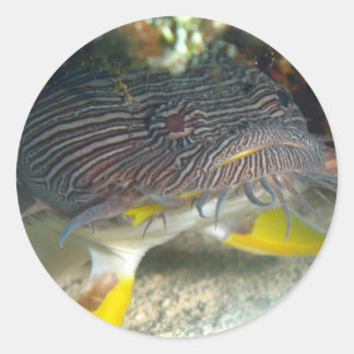 Pegatina Redonda Splendid Toadfish