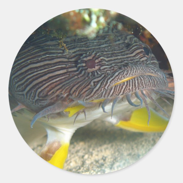 Pegatina Redonda Splendid Toadfish (Anverso)