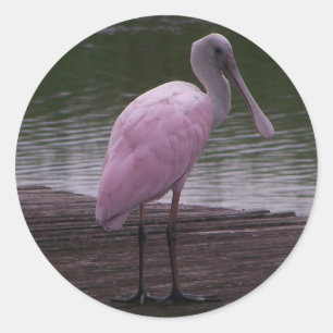 Pegatina Redonda Spoonbill rosado