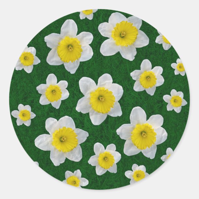 Pegatina Redonda Spring Daffodils (Anverso)