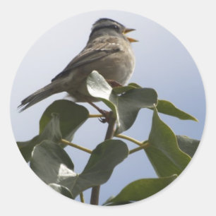 Pegatina Redonda SPRING SONG BIRD Collection