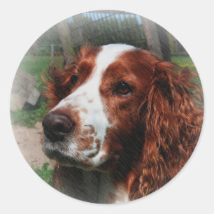 Pegatina Redonda Springer Spaniel Dog Art