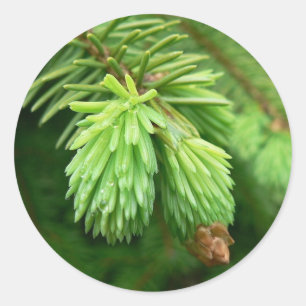 Pegatina Redonda Spruce rojo brote