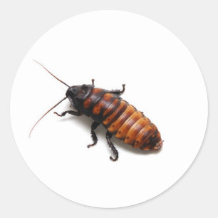 Pegatina Redonda Squish the Hisser