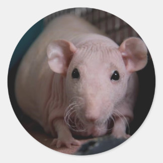 Pegatina Redonda Sr. Wiggles