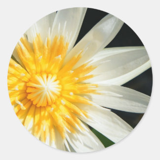 Pegatina Redonda Srta. Sunshine