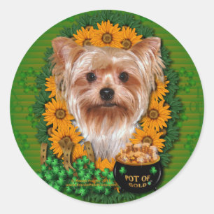 Pegatina Redonda St Patricks - mina de oro - Yorkshire Terrier
