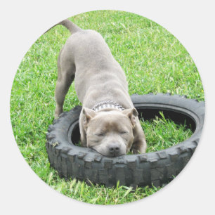 Pegatina Redonda Staffordshire Bull Terrier, One Chomp,