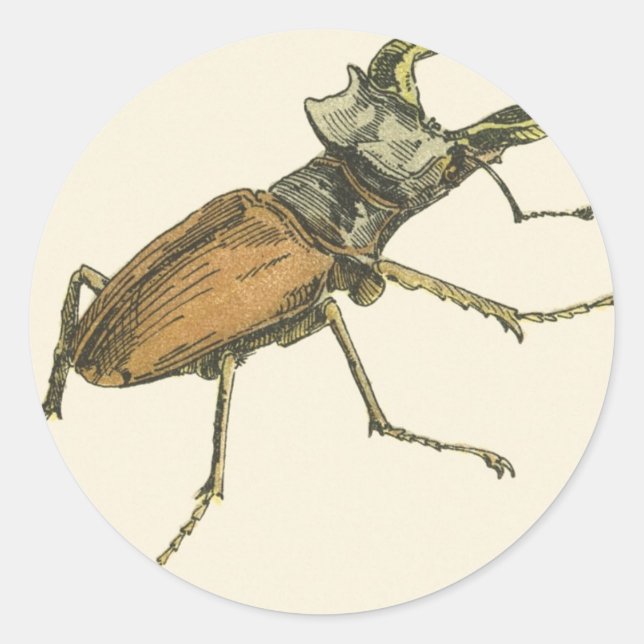 Pegatina Redonda Stag Beetle (Anverso)