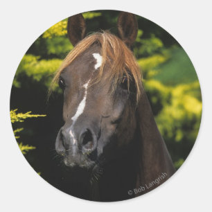 Pegatina Redonda Stallion árabe