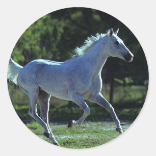 Pegatina Redonda Stallion en ejecución