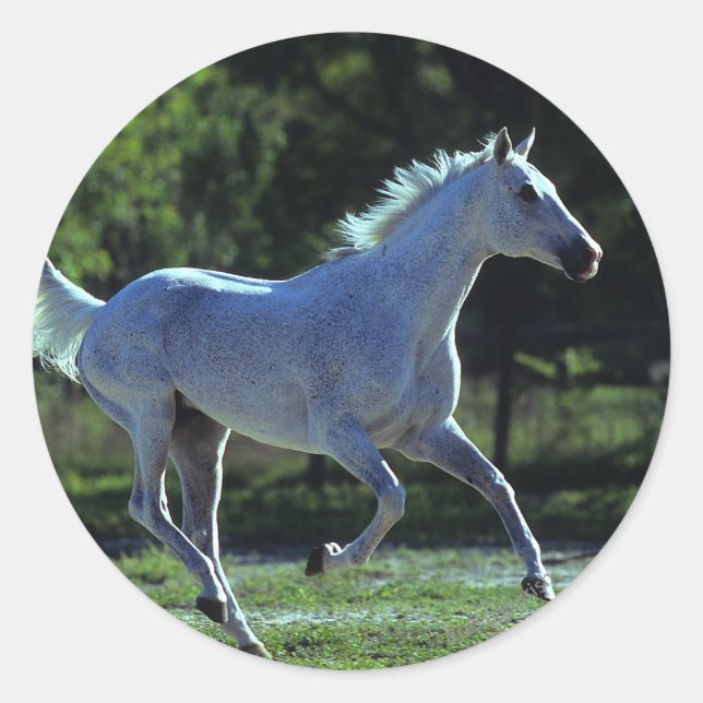 Pegatina Redonda Stallion en ejecución (Anverso)