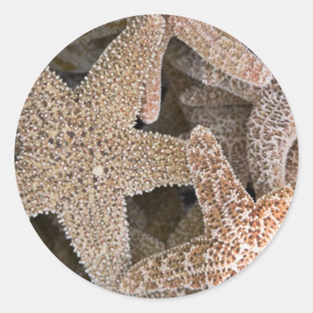 Pegatina Redonda Starfish por todas partes (Anverso)