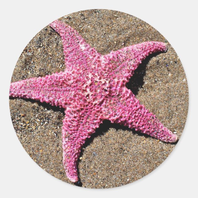 Pegatina Redonda Starfish rosa (Anverso)