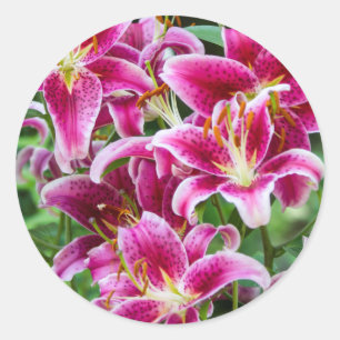 Pegatina Redonda Stargazer Lilies
