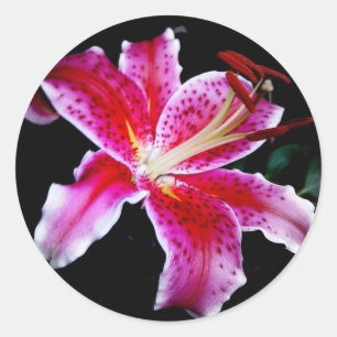 Pegatina Redonda Stargazer Lily