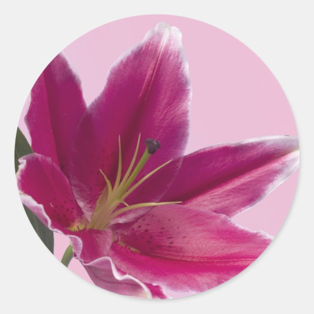 Pegatina Redonda Stargazer Lily (Anverso)