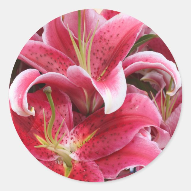 Pegatina Redonda Stargazer Lily (Anverso)