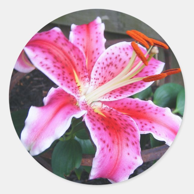 Pegatina Redonda Stargazer Lily (Anverso)