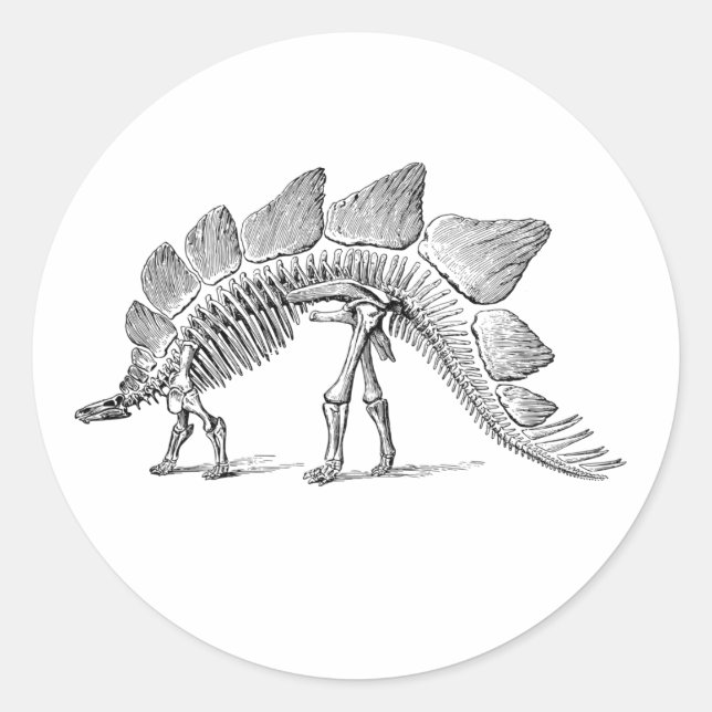 Pegatina Redonda Stegosaurus Dinosaur Skeleton Fossil (Anverso)