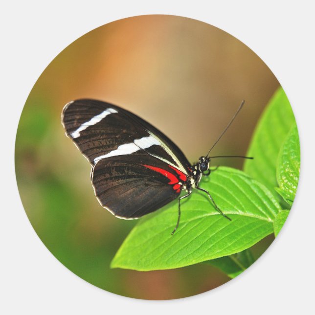 Pegatina Redonda Sticker (Anverso)