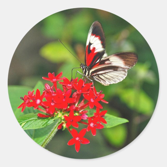 Pegatina Redonda Sticker (Anverso)