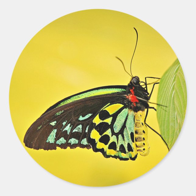 Pegatina Redonda Sticker (Anverso)