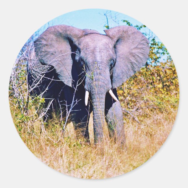 Pegatina Redonda Sticker (Anverso)