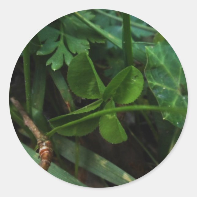 Pegatina Redonda Sticker Four Leaf Clover (Anverso)