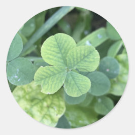 Pegatina Redonda Sticker four leaf clover