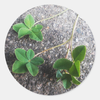 Pegatina Redonda Sticker Four Leaf Clovers