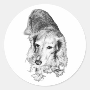Pegatina Redonda Still & Seen – Dachshund de pelo largo